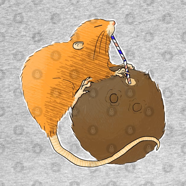 Uromys vika or Vangunu giant rat sipping a coconut by tostoini